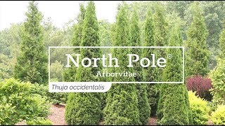 30 Seconds with North Pole® Arborvitae [upl. by Allenad]