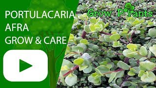 Portulacaria afra  grow and care Easy to grow [upl. by Inalak522]