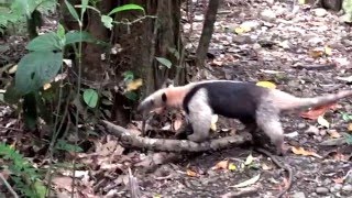 Sights and Sounds of Arenal Observatory Lodge Costa Rica [upl. by Inavoj]