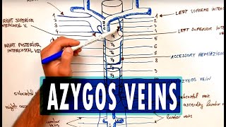 ANATOMY  Azygos Venous System [upl. by Acimaj589]