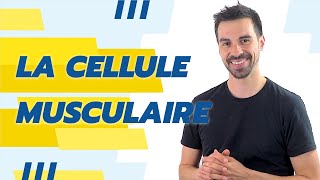 COURS DE TERMINALE SPÉCIALITÉ SVT CHAP16 LA CELLULE MUSCULAIRE UNE STRUCTURE SPÉCIALISÉE [upl. by Relyuhcs]