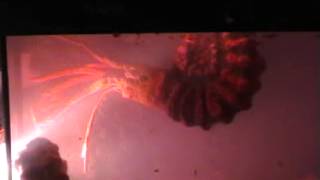 ammonite alive caught on tape [upl. by Ontine]