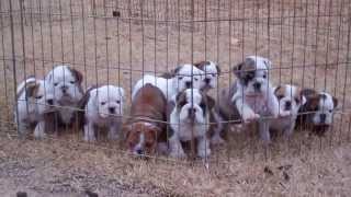 Dog pile English Bulldog puppies sleeping [upl. by Aterg366]