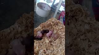 Bayi hamster 15 hari sudah besar pets hamsters tikus peliharaan fyp [upl. by Ahsatsana]