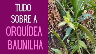 ORQUÍDEAS Como cuidar e fazer mudas da ORQUÍDEA BAUNILHA [upl. by Nisse]