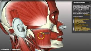 Muscles of Mastication [upl. by Astrahan582]