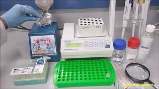 DNA extraction from Sandfly Phenol chloroform method Part 1 [upl. by Nylirehc]