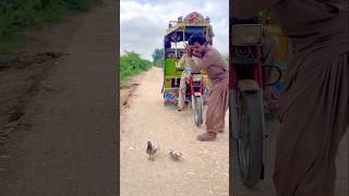 Kabootar ke bachon ko bacha liya 😱rod pe ❤️shortvideo youtubeshorts birds [upl. by Heidt]