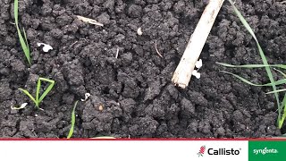 Broadleaf weed observations from CALLISTO trial at Tosari [upl. by Ocram]