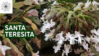 Todo sobre la Suculenta Santa Teresita o Schlumbergera truncata [upl. by Elsey445]