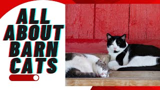 ALL ABOUT BARN CATS [upl. by Ramat40]