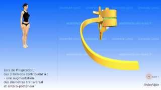 La cage thoracique et la côte simplifiées Les cartilages costaux [upl. by Adiari]