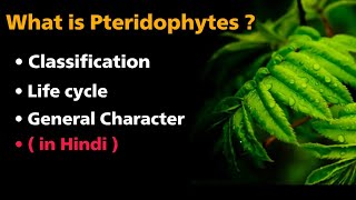 What is pteridophytes   classification  life cycle  general characters  in Hindi [upl. by Adnauqahs113]