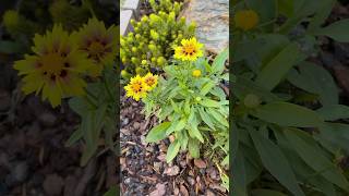 Lil Bang™ Enchanted Eve Coreopsis coreopsis tickseed flowers yellowflowers floweringplants [upl. by Mairim546]