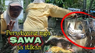 PERWISYONG mga SAWA sa itikan Mga SAWA sa itikan na mismo nag LUNGGA [upl. by Eward]