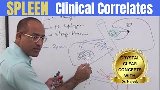 Spleen  Clinical Correlates👨‍⚕️ [upl. by Emya]