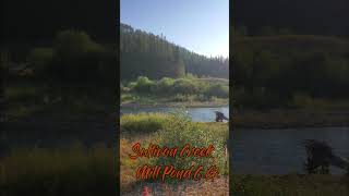 Sullivan Creek at Mill Pond CG [upl. by Epolenep978]