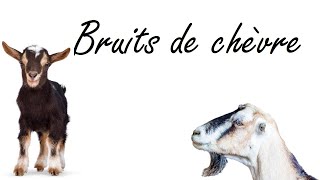 Bruit de chèvre pour attirer une chèvre [upl. by Zoarah]