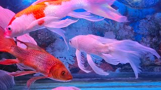 BEAUTIFUL AND RELAXING VIDEO AQUARIUM COLOURFISH [upl. by Tenrag370]