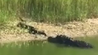 HD Gator Attacks Water Moccasin Alligator vs cottonmouth [upl. by Phelgen245]