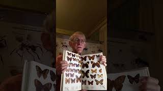 REARING CATERPILLARS MOTHS BUTTERFLIES PARASITOIDS AT HOME Recorded Stream moths entomology [upl. by Elohcan]