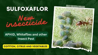 Sulfoxaflor a new insecticide for aphid and white flies on cotton citrus vegetables and ornamental [upl. by Chandal651]