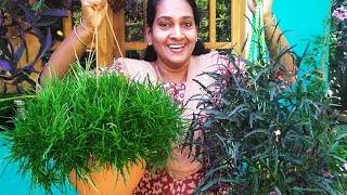 FAST GROWING HANGING PLANTS Hemigraphis Repanda  Garden സുന്ദരമാക്കാം  grass  Dragon Tongue [upl. by Ymarej]