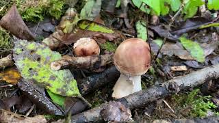 Chlorophyllum rhacodes Зонтик краснеющий October 4 2020 [upl. by Karil755]