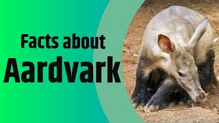 Facts About Aardvark  The Antbear  2020 Update [upl. by Kathleen728]