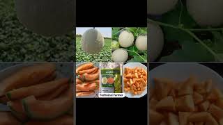 Muskmelon 🍈 Syngenta Aayush agriculture youtube shorts youtubeshorts syngenta muskmelon [upl. by Retseh196]