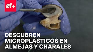 Microplásticos en aire agua y tierra tras el paso de Otis en Acapulco  En Punto [upl. by Ahsinauq]