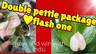 Double pettle සහ panadola සමග flash one202412070774786563 [upl. by Kwan]