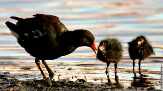 Moorhen  bird call [upl. by Calbert41]