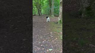 Young Springer Spaniel training [upl. by Gareth]