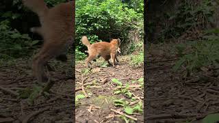 Fox cubs battle for biscuits [upl. by Tod498]