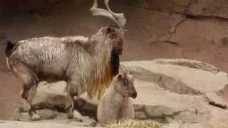 Markhor at the Columbus Zoo [upl. by Ettessil]