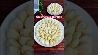 Grow Garlic at Home  No Soil Needed  Easy Gardening Hack gardening garlic garden [upl. by Elyrpa]