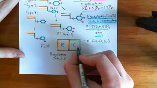 The PI3K  Akt  mTOR Pathway Part 5 [upl. by Nivlen]