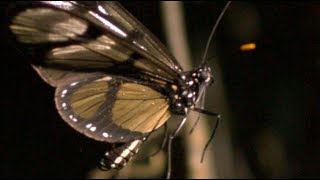 Butterfly Takeoff at 2000 Frames per Second  Smarter Every Day 79 [upl. by Eichman995]