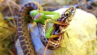 Praying Mantis VS spider hornet hedgehog centipede mouse and even a snake [upl. by Didier332]