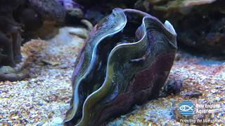 Giant Clam Opens Up [upl. by Rumit]