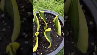 Motherin law’s tongue  Snake Plant Leaf Propagation in Soil shorts houseplants gardening [upl. by Giff414]