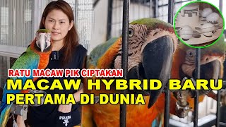 RATU MACAW CIPTAKAN HYBRID BARU DUNIA  HARGANYA BERAPA [upl. by Arateehc]