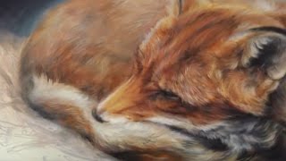 Wildlife paintings by Marjolein Kruijt [upl. by Ollopa]