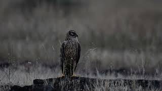 Pallid Harrier  Female [upl. by Atibat384]