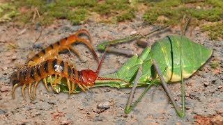 Amazing Green Mantis knock down Centipede  Ivm Reptile Story [upl. by Geilich]