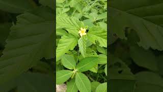 Threelobed false mallow Malvastrum coromandelianum Also known as Broom weed Clock plant [upl. by Naltiak]