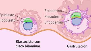 GASTRULACION Neurodesarrollo [upl. by Artek]