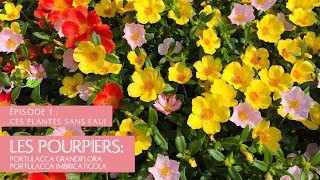 Les pourpiers tellement faciles vegetosphere succulent portulaca portulacagrandiflora [upl. by Seely]