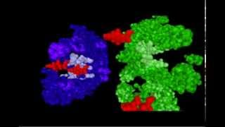 DNA RNA and Protein synthesismp4 [upl. by Peggie]